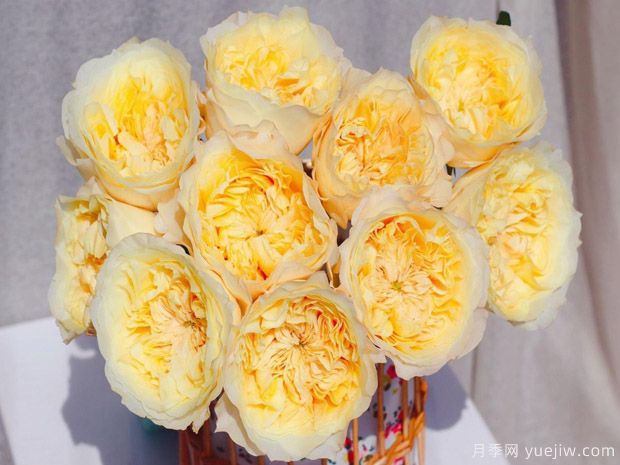 舒芙蕾月季(图2) 舒芙蕾月季/曙光女神月季(图2)