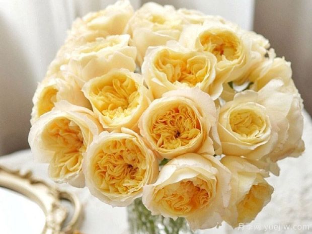 舒芙蕾月季(图3) 舒芙蕾月季/曙光女神月季(图3)