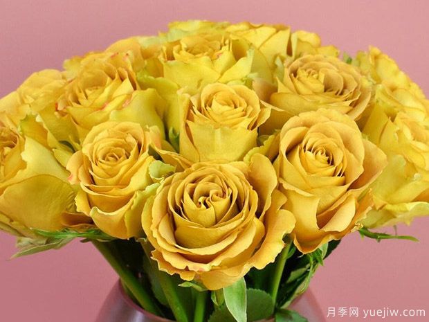 金色之心月季的优缺点是什么?(图1) 金色之心月季的优缺点是什么?(图1)