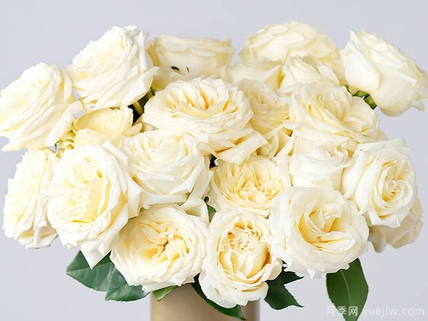 烛光月季/全球美人月季(图3) 烛光月季/全球美人月季(图3)