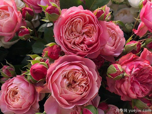 维多利亚经典月季(图3)