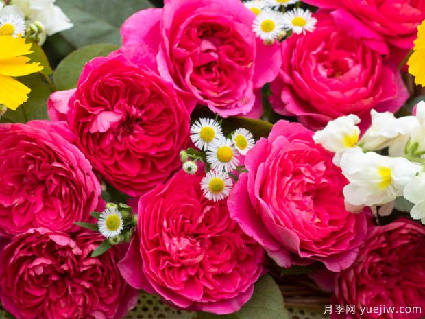 薰兰胭脂月季(图3) 薰兰胭脂月季(图3)