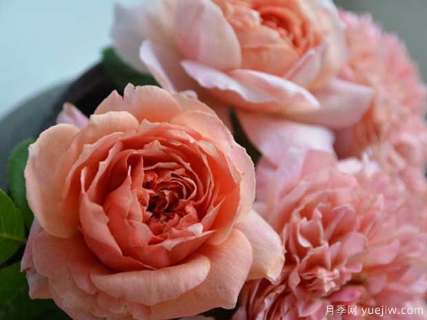 煎饼磨坊月季/加莱特磨坊月季(图4)