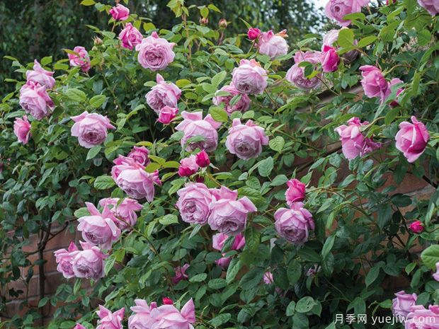 推荐5种藤本月季长势超快,喜爱上粉龙大游行自由精神(图2) 推荐5种藤本月季长势超快,喜爱上粉龙大游行自由精神(图2)