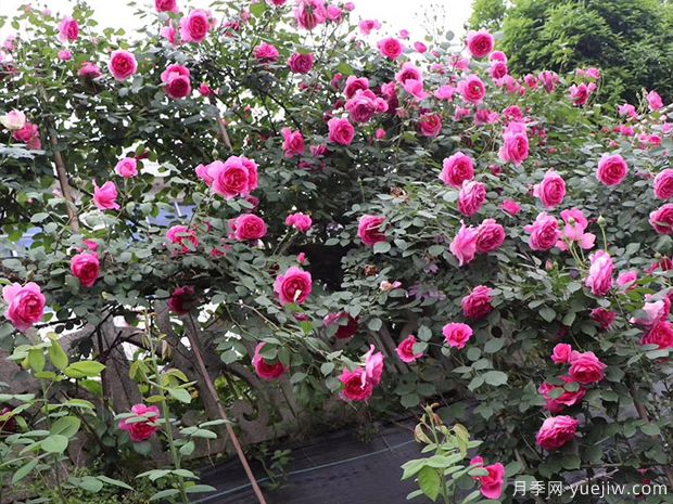 推荐5种藤本月季长势超快,喜爱上粉龙大游行自由精神(图3) 推荐5种藤本月季长势超快,喜爱上粉龙大游行自由精神(图3)