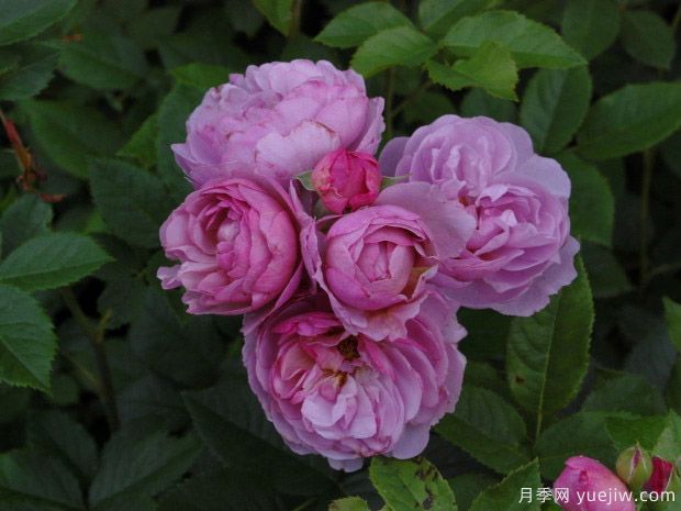 推荐5种藤本月季长势超快,喜爱上粉龙大游行自由精神(图5) 推荐5种藤本月季长势超快,喜爱上粉龙大游行自由精神(图5)