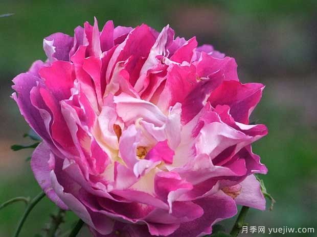 激情波浪月季(图1) 激情波浪月季/激情褶边月季(图1)