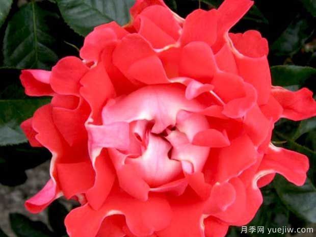 糖果波浪月季(图1) 糖果波浪月季/糖果褶边月季(图1)