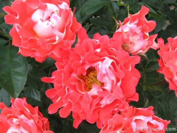 糖果波浪月季(图2) 糖果波浪月季/糖果褶边月季(图2)