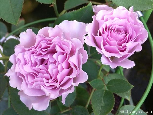 波浪边月季浪漫漂亮,推荐6款波浪边月季品种(图1) 波浪边月季浪漫漂亮,推荐6款波浪边月季品种(图1)