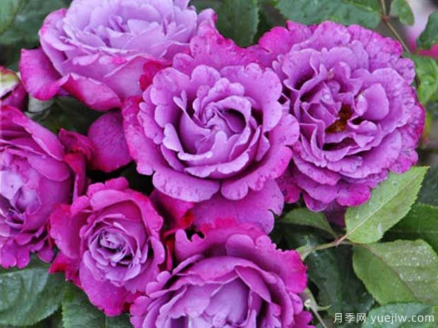 光明知更鸟月季(图3)