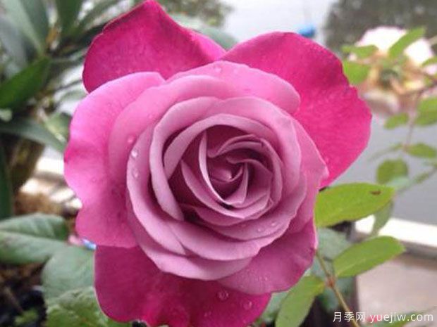 光明知更鸟月季(图4)