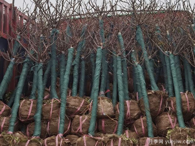 2月5公分月季树万亩基地 保质保量(图1) 2月5公分月季树万亩基地 保质保量(图1)