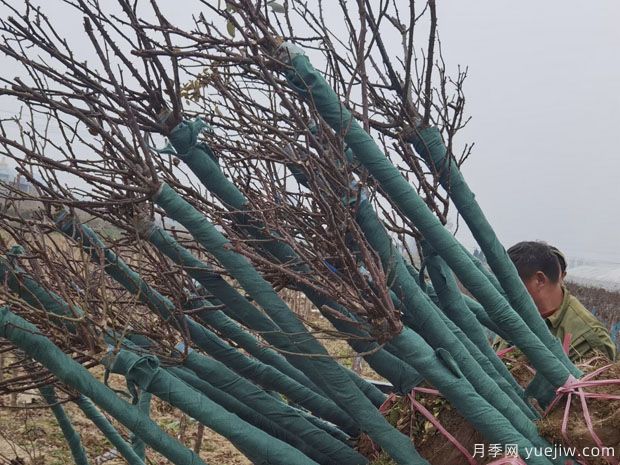 2月5公分月季树万亩基地 保质保量(图2) 2月5公分月季树万亩基地 保质保量(图2)