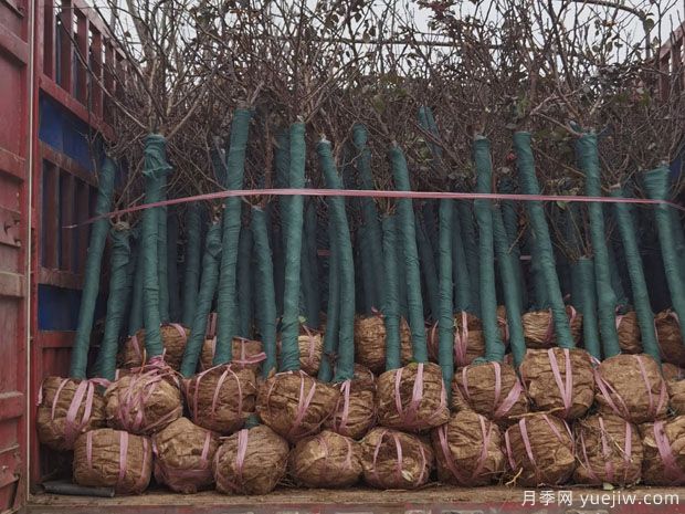 2月5公分月季树万亩基地 保质保量(图3) 2月5公分月季树万亩基地 保质保量(图3)