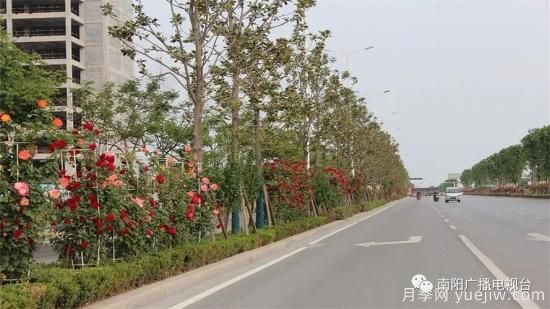 百万月季进城,南阳全力以赴创建国家生态园林城市(图2) 百万月季进城,南阳全力以赴创建国家生态园林城市(图2)