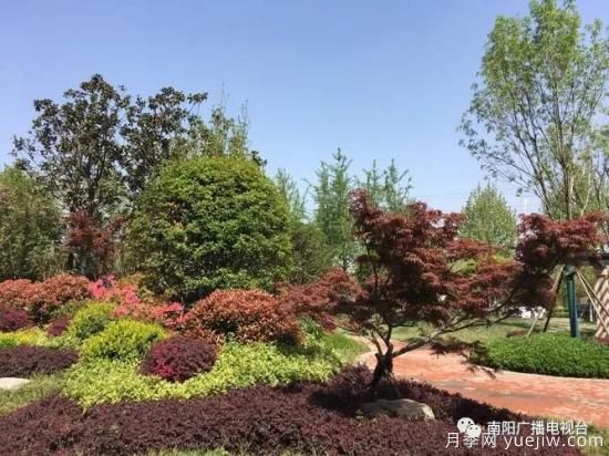 百万月季进城,南阳全力以赴创建国家生态园林城市(图4) 百万月季进城,南阳全力以赴创建国家生态园林城市(图4)