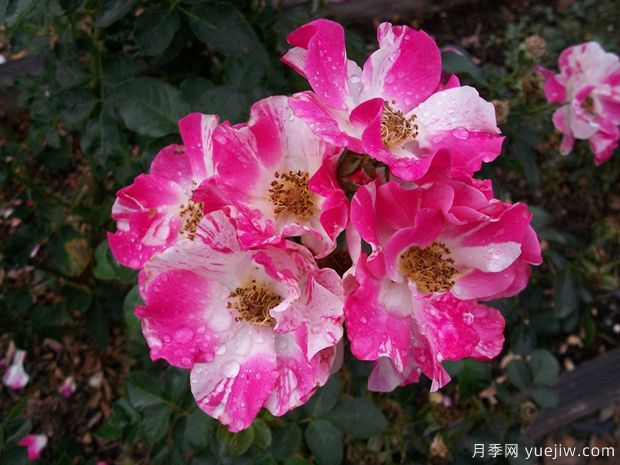 布娃娃月季(图1) 布娃娃月季(图1)