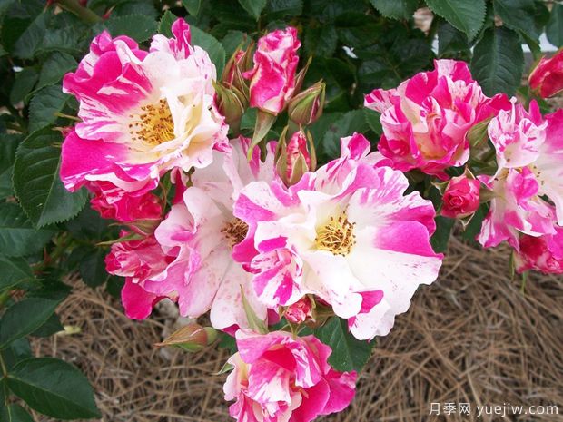 布娃娃月季(图2) 布娃娃月季(图2)