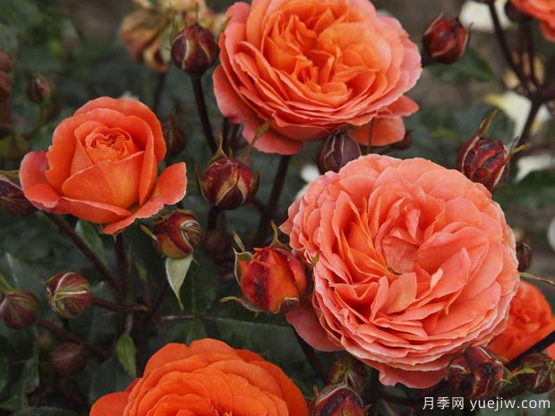 凤凰月季(图2) 凤凰月季(图2)