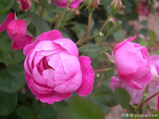 野草月季(图1) 野草月季(图1)