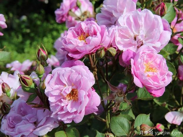 野草月季(图2) 野草月季(图2)