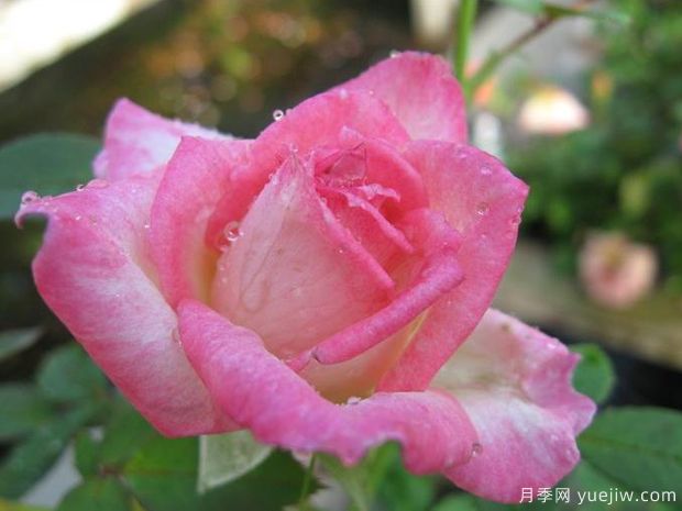 后起之秀月季(图1) 后起之秀月季(图1)