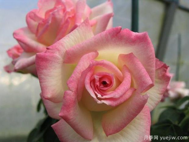 后起之秀月季(图2) 后起之秀月季(图2)