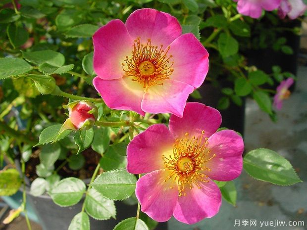 紫罗兰时刻月季(图1) 紫罗兰时刻月季(图1)