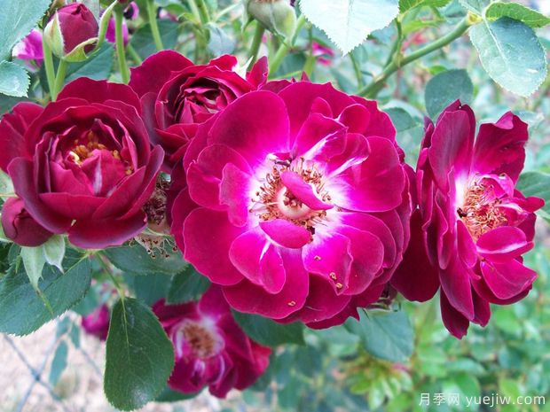 坎贝尔夫人月季(图1) 坎贝尔夫人月季(图1)