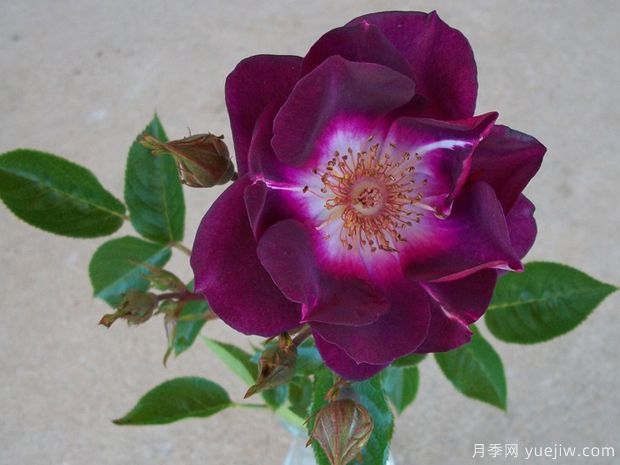 坎贝尔夫人月季(图2) 坎贝尔夫人月季(图2)