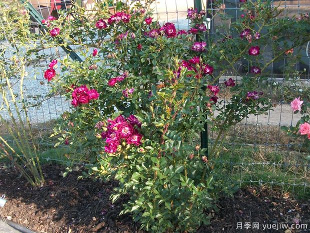 坎贝尔夫人月季(图3) 坎贝尔夫人月季(图3)