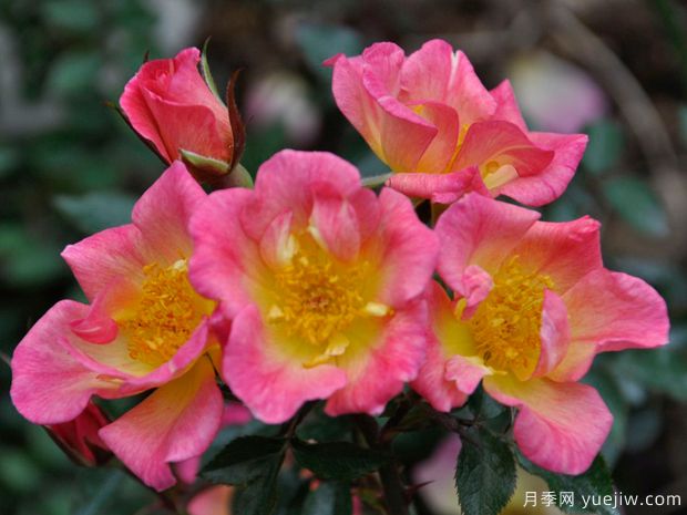 星星升起月季(图1) 星星升起月季(图1)