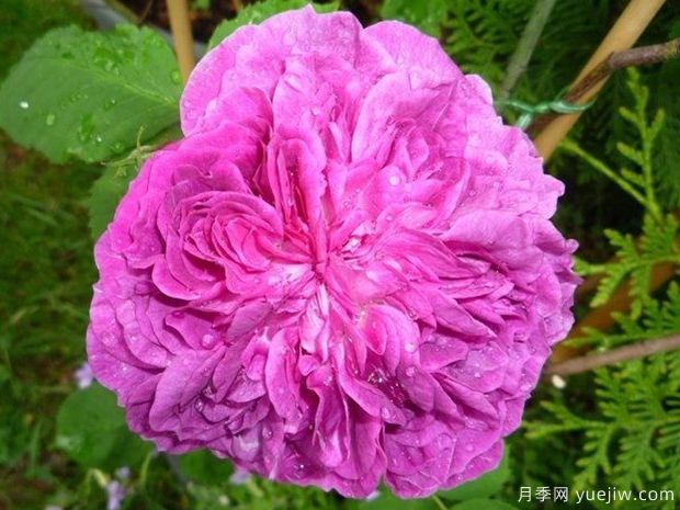 紫罗兰皇后月季/雷内的紫罗兰(图2)