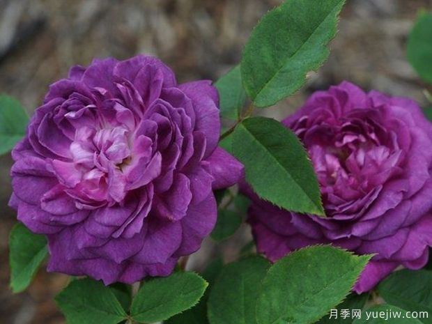 紫罗兰皇后月季/雷内的紫罗兰(图3)