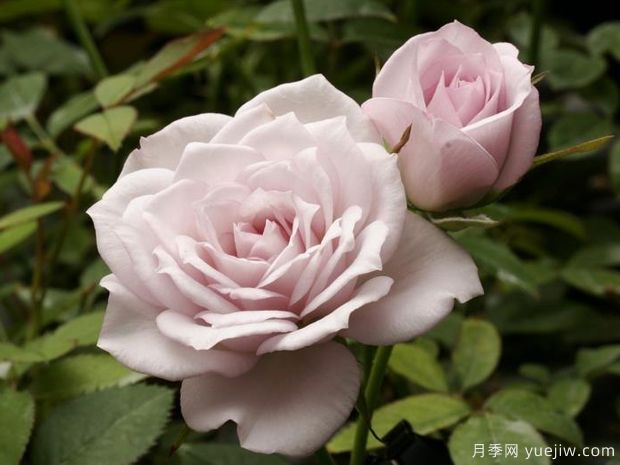 柔光月季(图2)