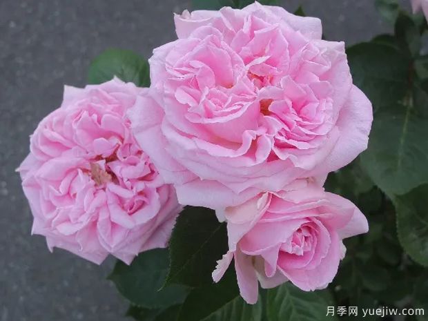 玛丽伦诺克斯月季(图1) 玛丽伦诺克斯月季(图1)