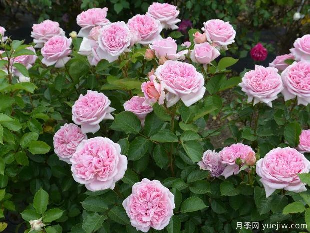 玛丽伦诺克斯月季(图2) 玛丽伦诺克斯月季(图2)
