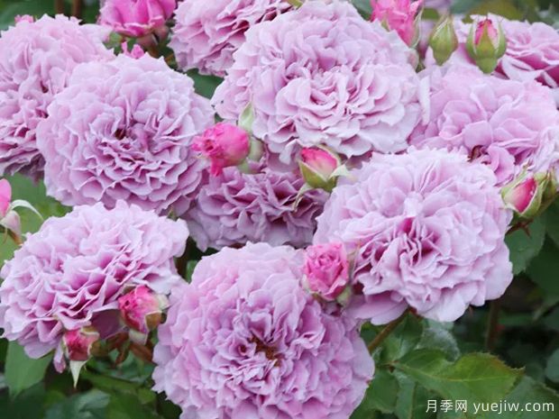 柯林克莱文月季(图1) 柯林克莱文月季(图1)