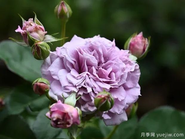 柯林克莱文月季(图2) 柯林克莱文月季(图2)