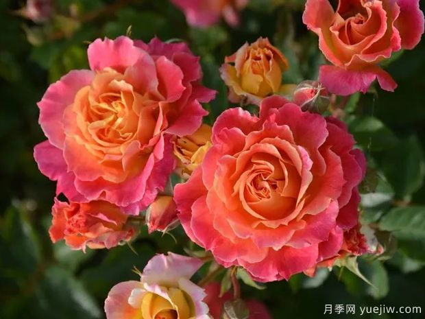 热烈月季(图1) 热烈月季(图1)