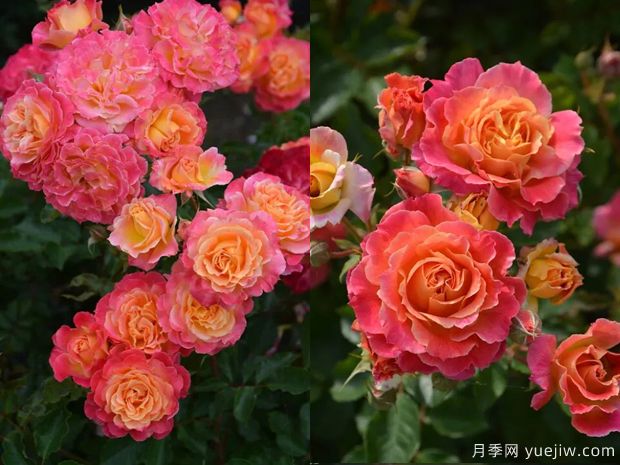 热烈月季(图2) 热烈月季(图2)