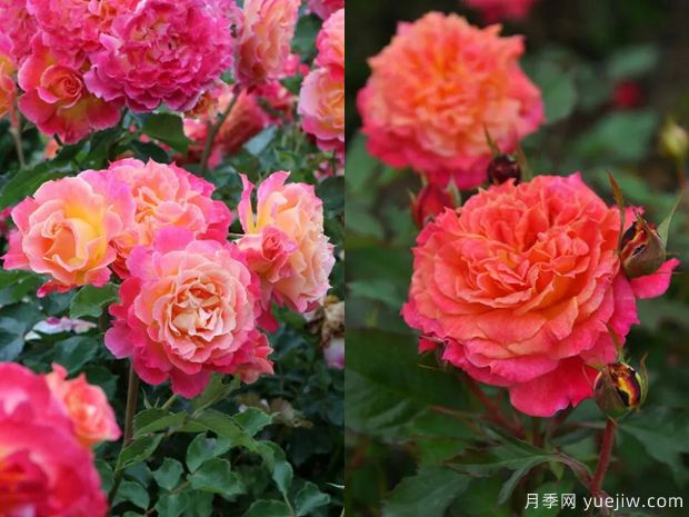 热烈月季(图3) 热烈月季(图3)