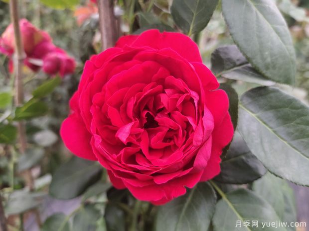 推荐5个热门爬藤月季，蹭蹭开花，满院飘香(图4)