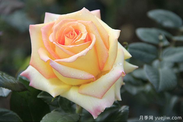 月季花的养殖方法和养护注意事项(图3) 月季花的养殖方法和养护注意事项(图3)