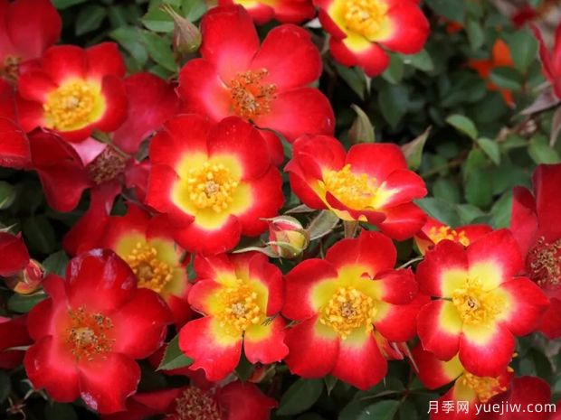 嬉闹快乐小径月季(图1) 嬉闹快乐小径月季(图1)