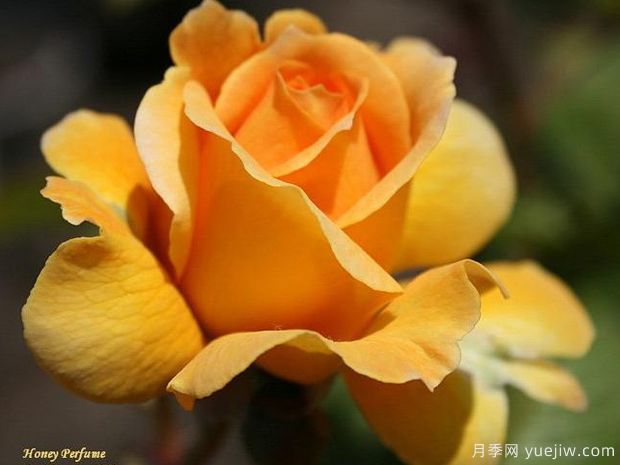 又香又美，全球最香月季10大排行榜(图4)