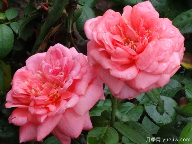 又香又美，全球最香月季10大排行榜(图5)