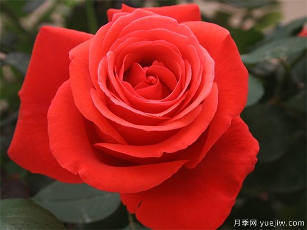 园林绿化工程常用大花月季品种介绍(图2) 园林绿化工程常用大花月季品种介绍(图2)