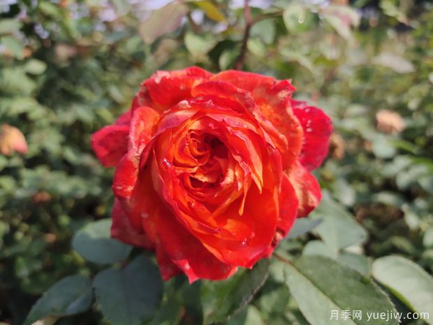 园林绿化工程常用大花月季品种介绍(图11) 园林绿化工程常用大花月季品种介绍(图11)